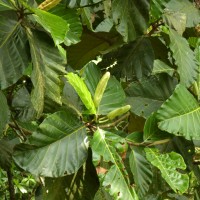 Artocarpus nobilis Thwaites